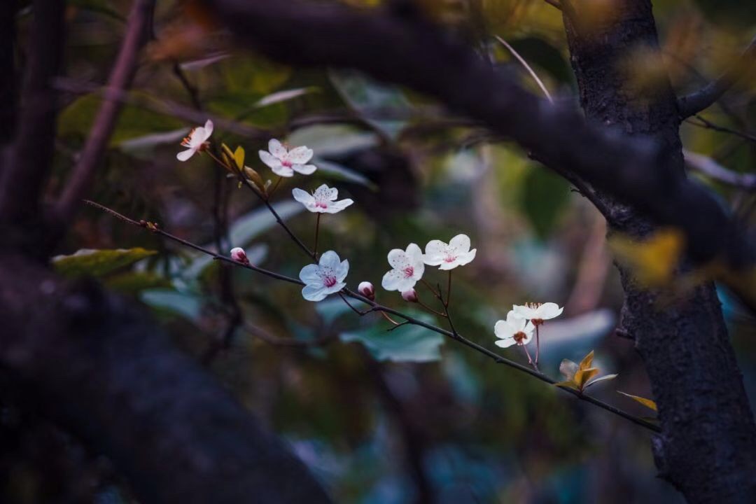 微信图片_20190328210439.jpg 微信图片_20190328210439.jpg